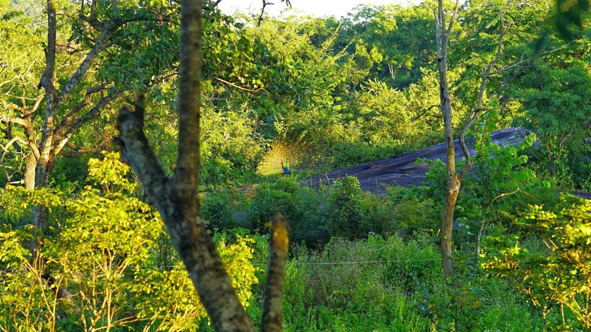 Sigiri Saat Cabana Sigiriya Bagian luar foto