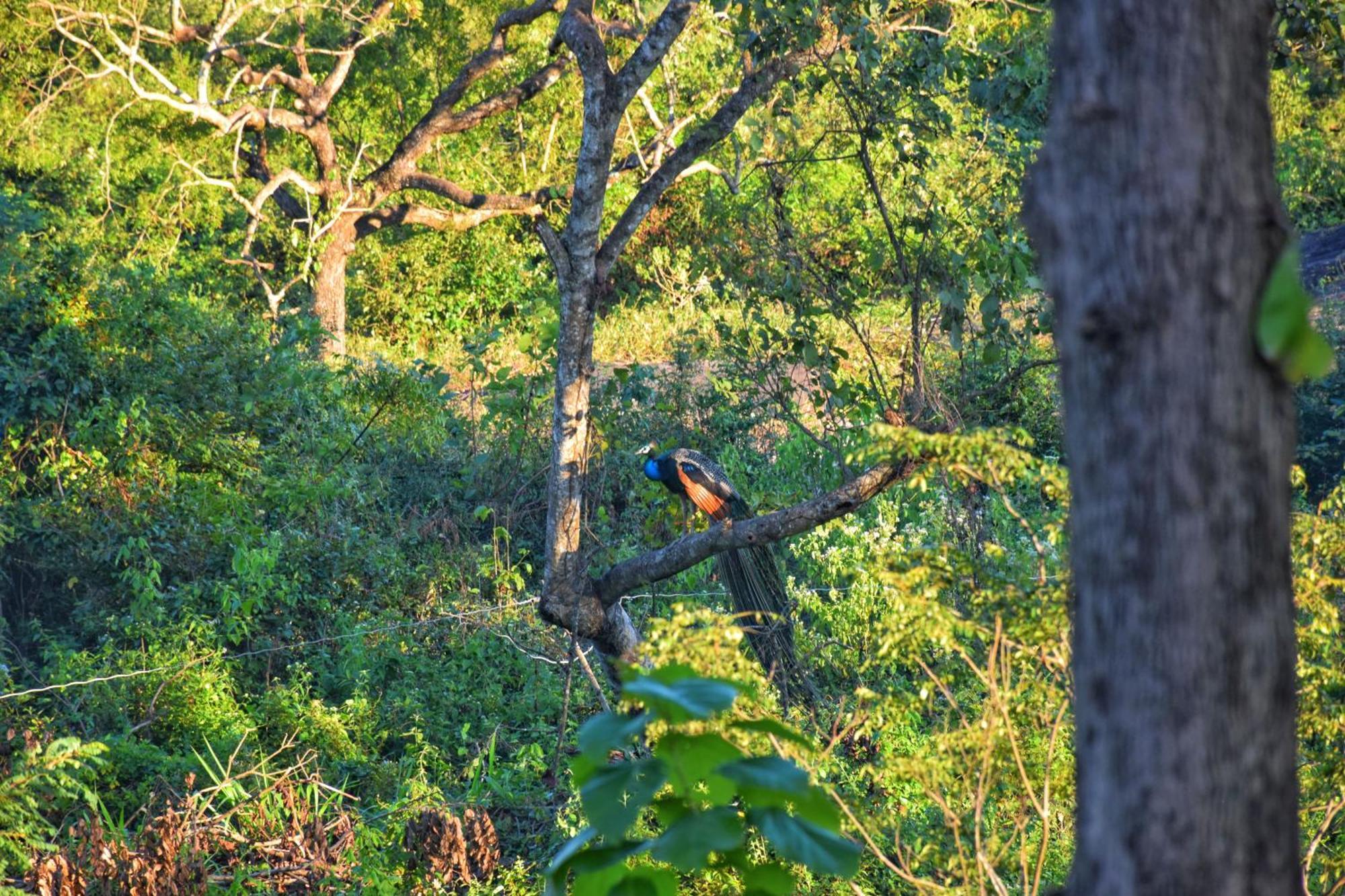 Sigiri Saat Cabana Sigiriya Bagian luar foto