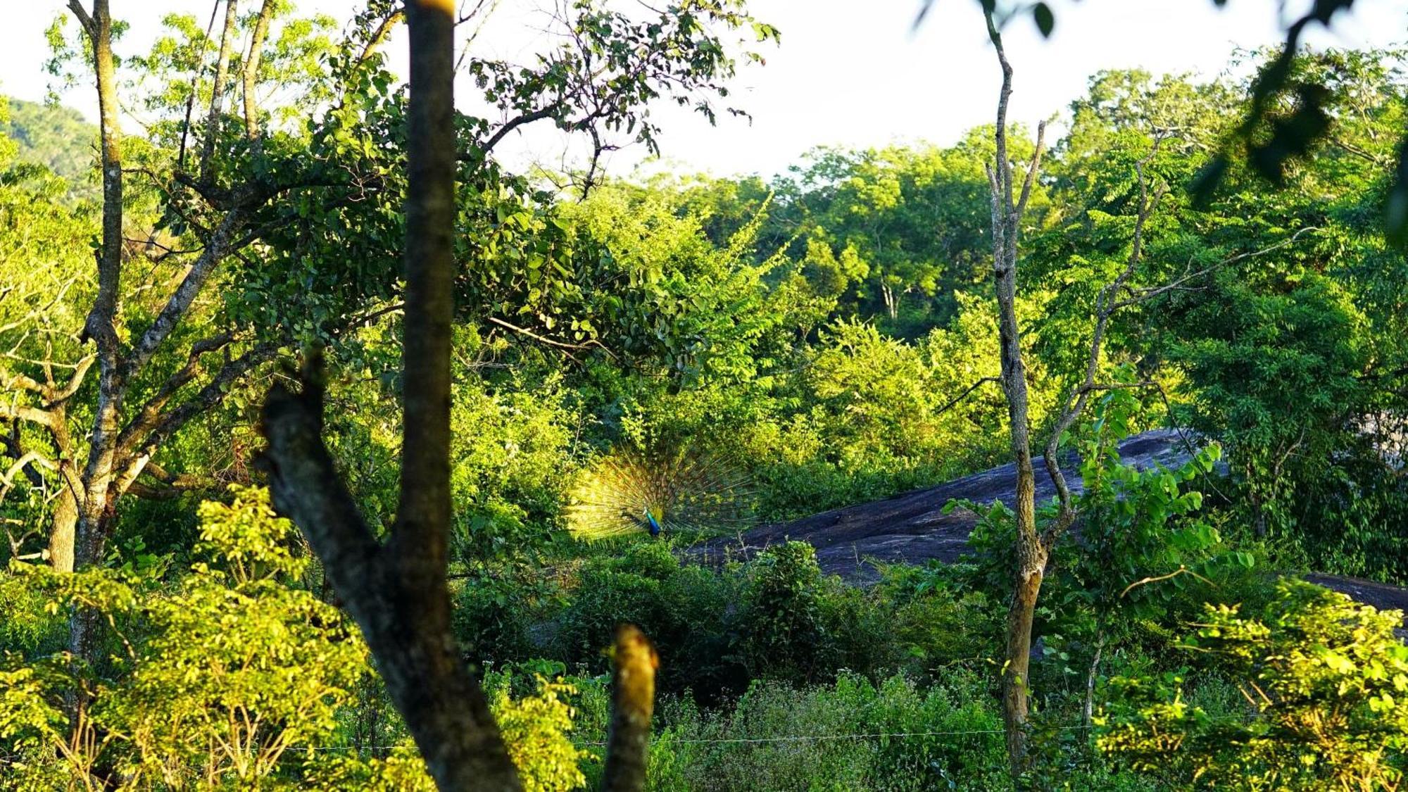 Sigiri Saat Cabana Sigiriya Bagian luar foto