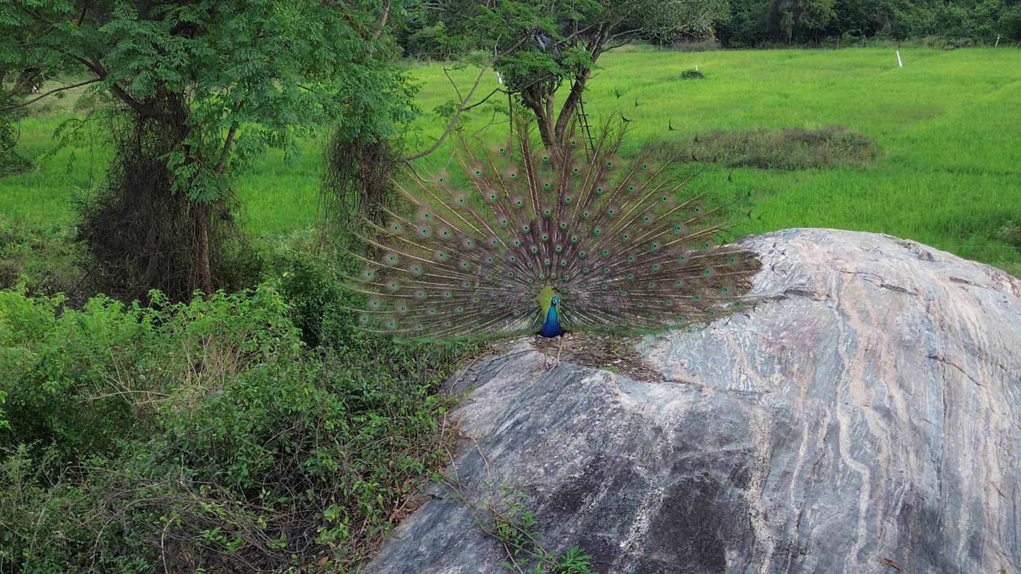 Sigiri Saat Cabana Sigiriya Bagian luar foto