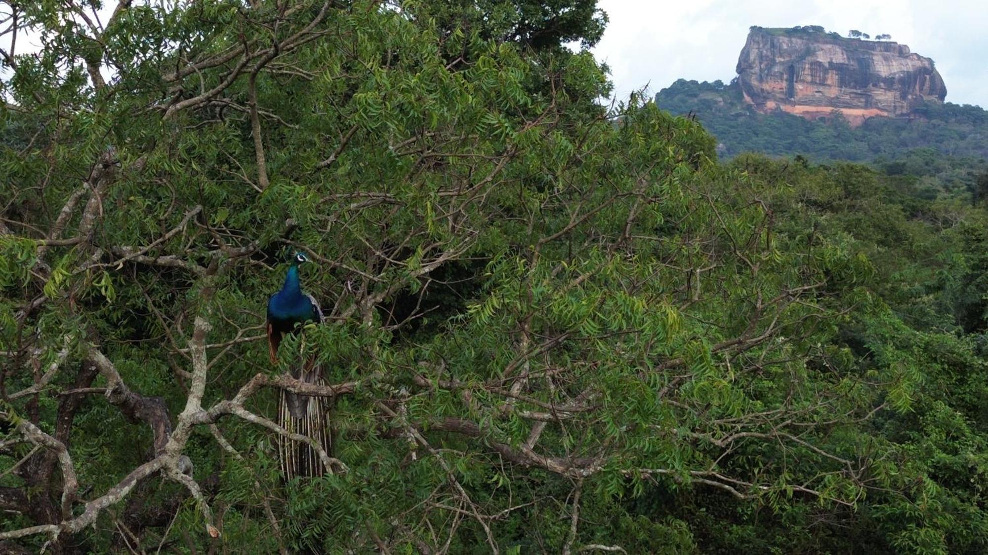 Sigiri Saat Cabana Sigiriya Bagian luar foto