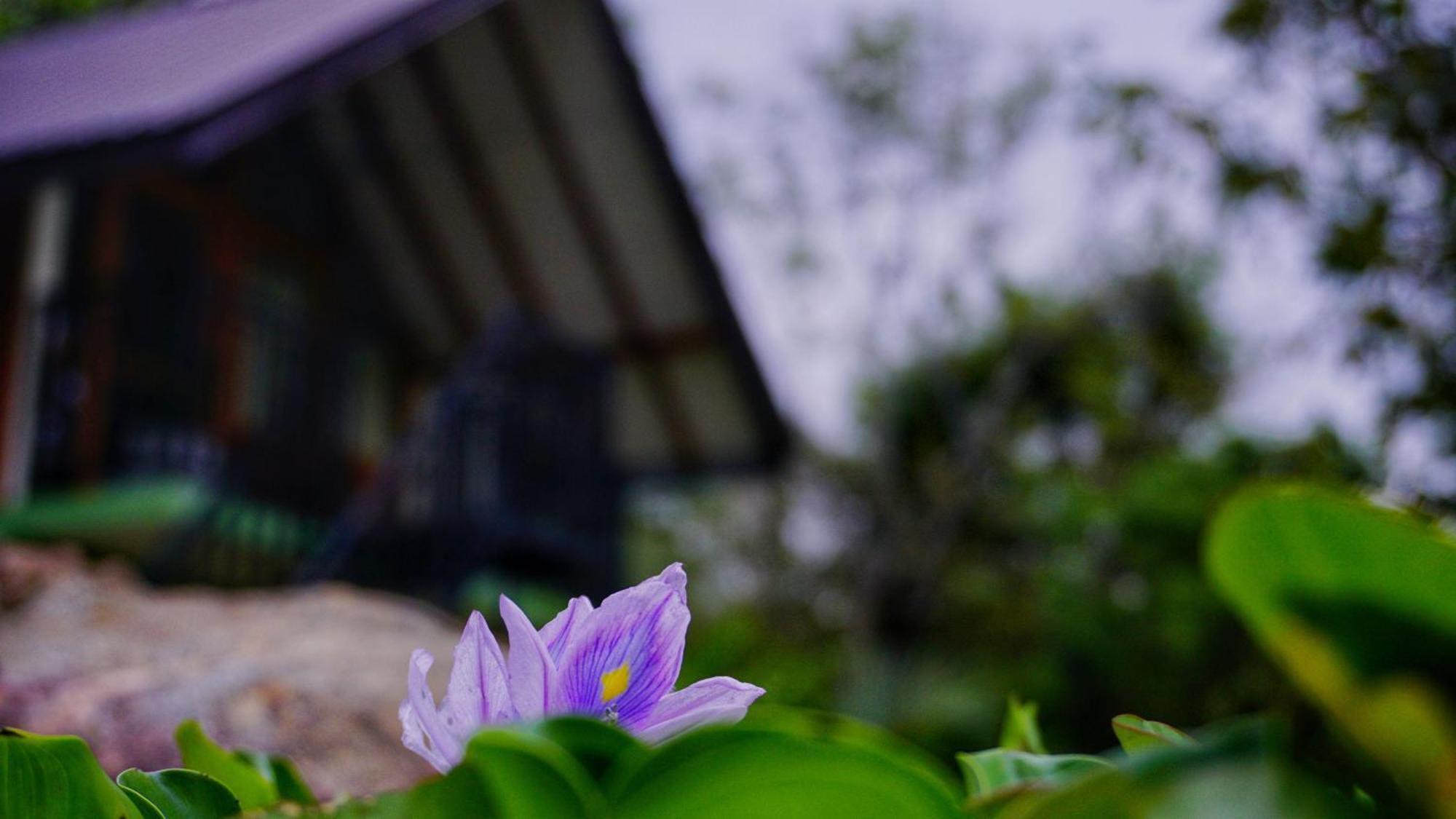 Sigiri Saat Cabana Sigiriya Bagian luar foto